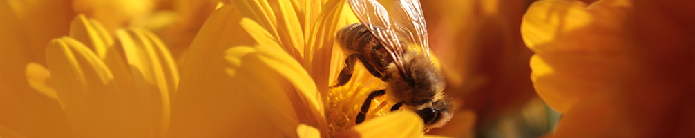 importancia de las abejas